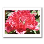 Photo Greeting Card Of Red Rhododendron Flowers by Kurt Neumann